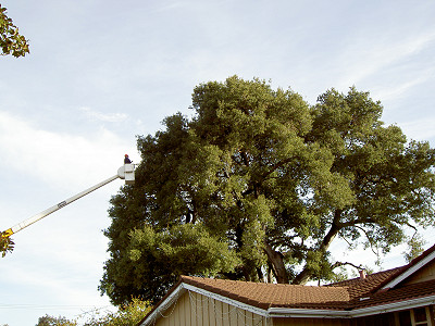 Pruning